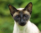 Siamese Cat 9W027D-131